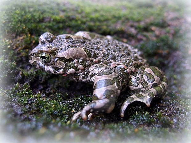 ropucha zelená Bufo viridis