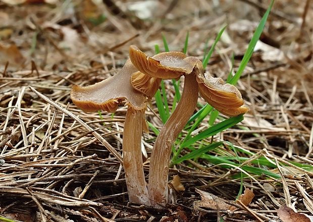 hodvábnica včasná Entoloma vernum S. Lundell