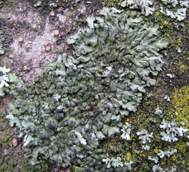 fyscia okrúhla Phaeophyscia orbicularis (Neck.) Moberg