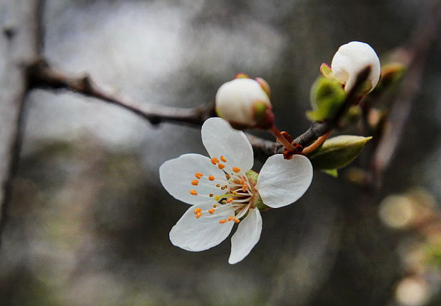 divá slivka Prunus sp.