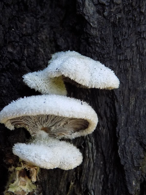 klanolupeňovka obyčajná Schizophyllum commune Fr.