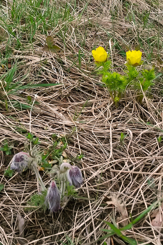 hlaváčik jarný Adonis vernalis L.