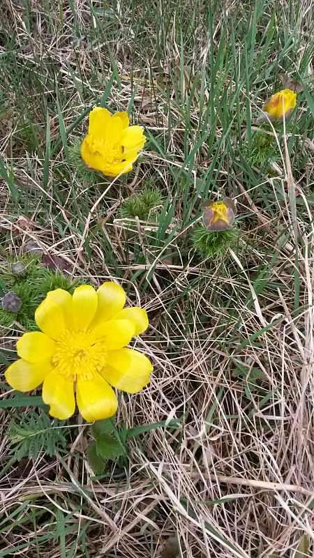 hlaváčik jarný Adonis vernalis L.