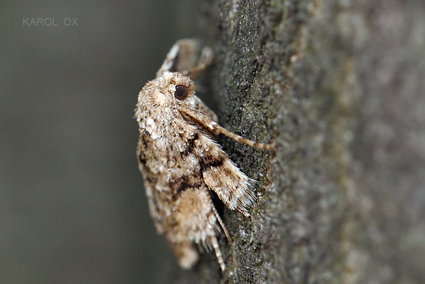 piadivka bodkovaná Agriopis marginaria