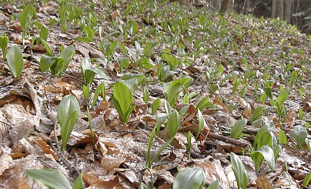 medvedí cesnak Allium ursinum L.