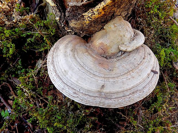 práchnovec kopytovitý Fomes fomentarius (L.) J.J. Kickx