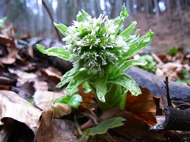 deväťsil biely Petasites albus (L.) P. Gaertn.