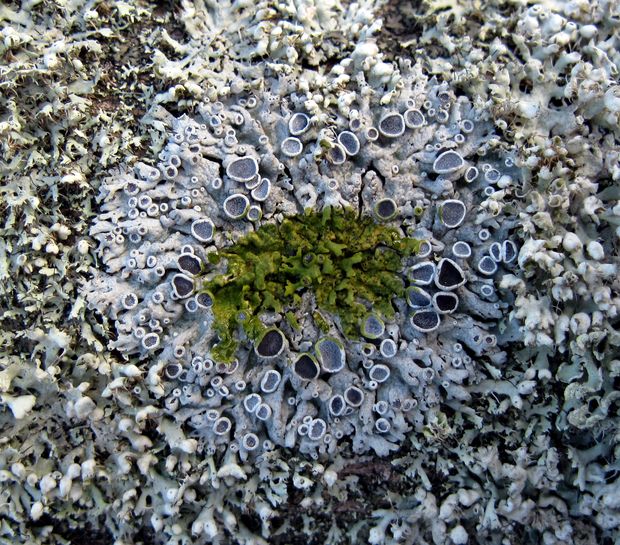 fyscia hviezdovitá Physcia stellaris (L.) Nyl.