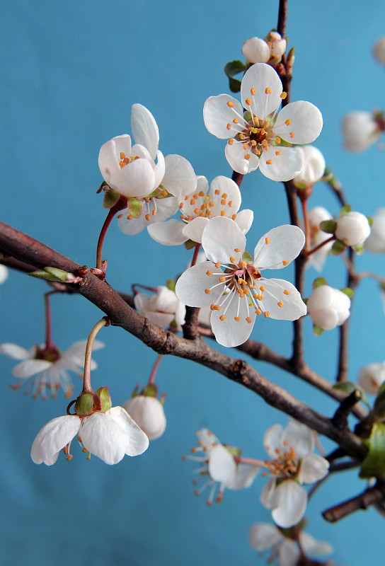 slivka divá Prunus sp.