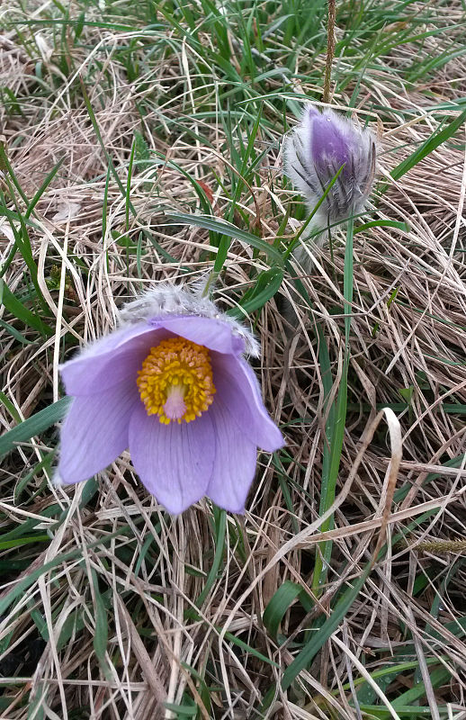 poniklec veľkokvetý Pulsatilla grandis Wender.