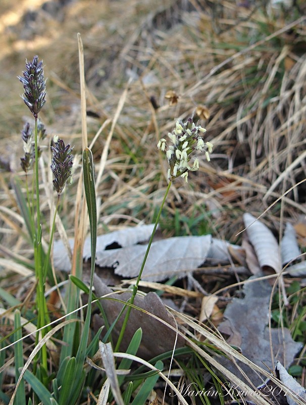 ostrevka vápnomilná Sesleria albicans Kit. ex Schult.