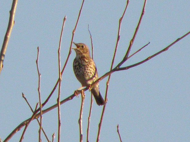 drozd čvíkotavý Turdus pilaris