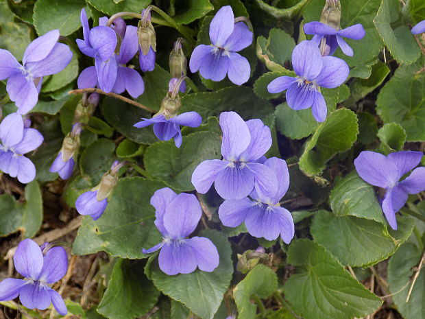 fialka voňavá Viola odorata L.