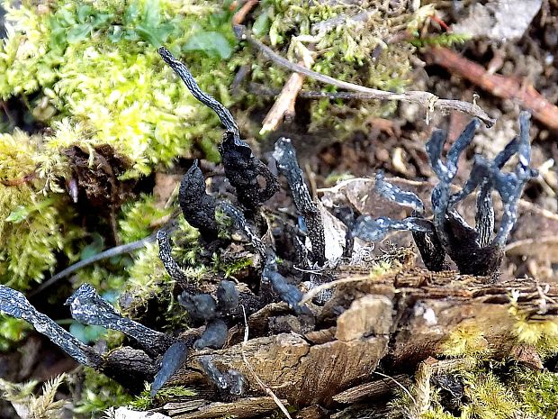 drevnatec Xylaria sp.