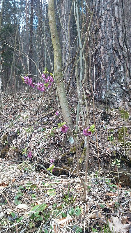 lykovec jedovatý Daphne mezereum L.