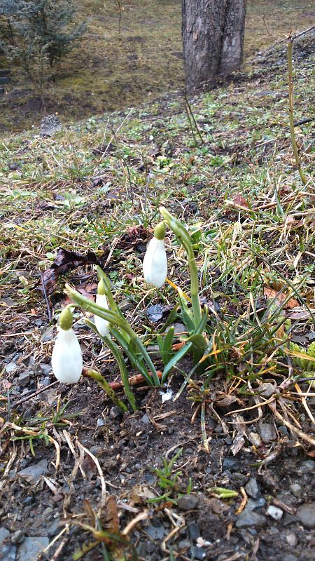 snežienka jarná Galanthus nivalis L.