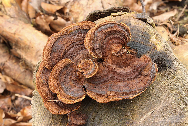 trámovka plotová Gloeophyllum sepiarium (Wulfen) P. Karst.