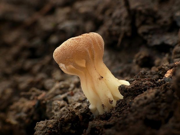 chriapač kalíškovitý Helvella acetabulum (L.) Quél.