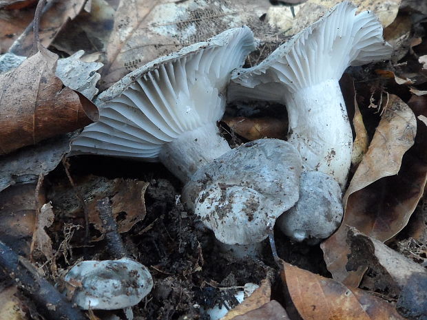 šťavnačka marcová Hygrophorus marzuolus (Fr.) Bres.