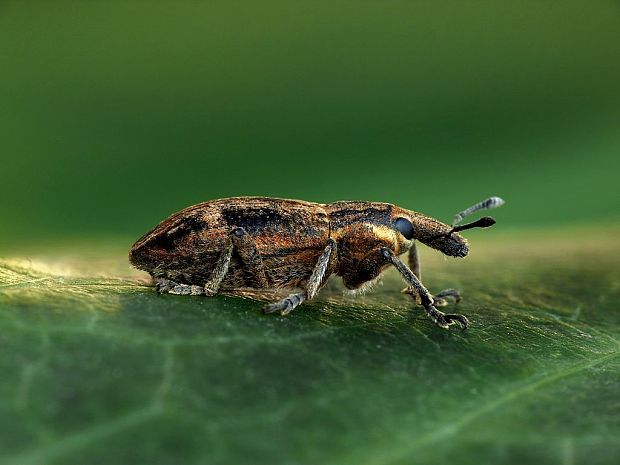 nosáčik (sk) / rýhonosec (cz) Pseudocleonus cinereus Schrank, 1781