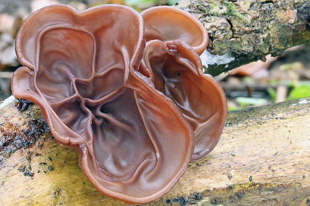 uchovec bazový Auricularia auricula-judae (Bull.) Quél.