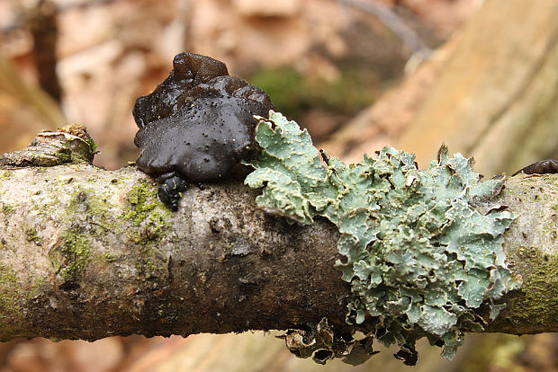 tmavorôsolovec mušľovitý Exidia truncata Fr.