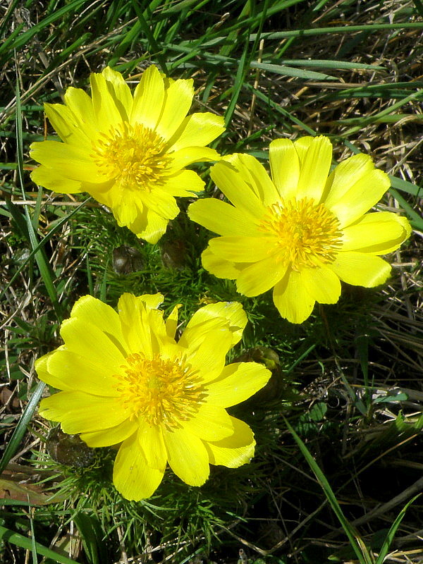 hlaváčik jarný Adonis vernalis L.