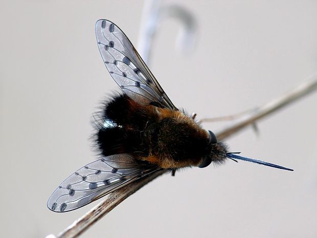 chlpačka hnedoškvrnná (sk) / dlouhososka hnědoskvrnná (cz) Bombylius discolor Mikan, 1796