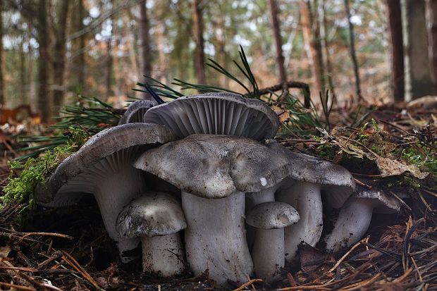 šťavnačka marcová Hygrophorus marzuolus (Fr.) Bres.