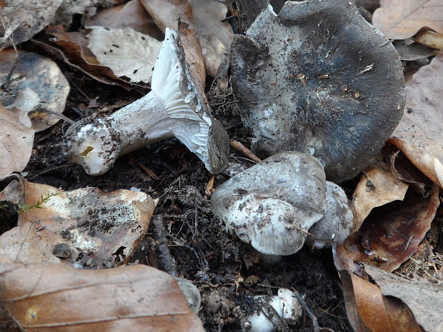 šťavnačka marcová Hygrophorus marzuolus (Fr.) Bres.