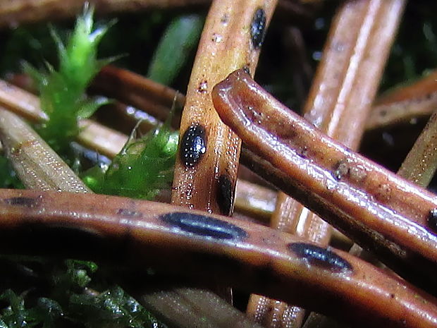 sypavka Lophodermium piceae (Fuckel) Höhn.