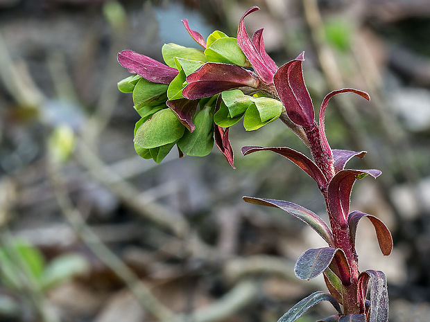 mliečnik mandľolistý Tithymalus amygdaloides (L.) Hill