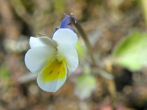 fialka kitaibelova Viola kitaibeliana Schult.