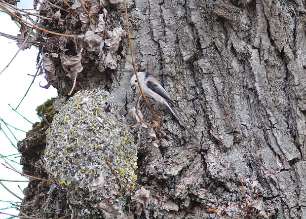 mlynárka dlhochvostá Aegithalos caudatus