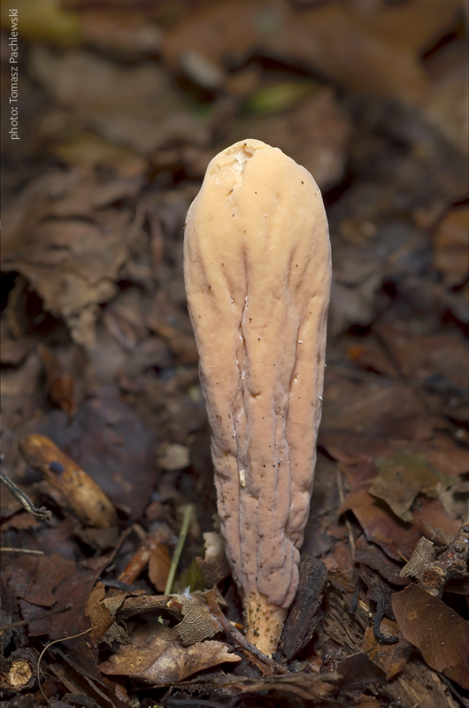 kyjak obrovský Clavariadelphus pistillaris (Fr.) Donk