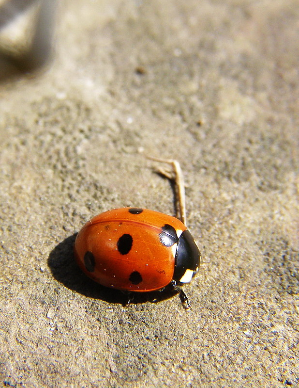 lienka sedembodková Coccinella septempunctata