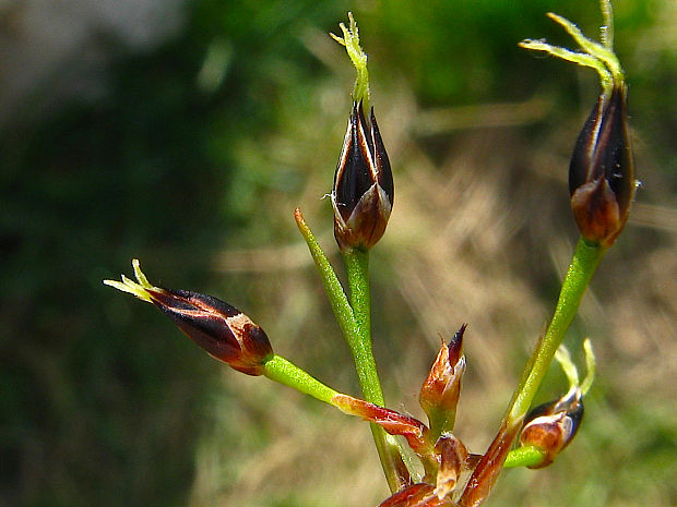 chlpaňa chlpatá Luzula pilosa (L.) Willd.