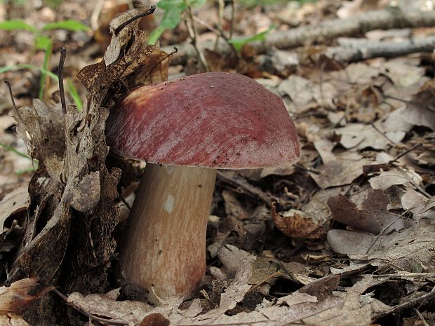 hríb sosnový Boletus pinophilus Pil. et Dermek in Pil.