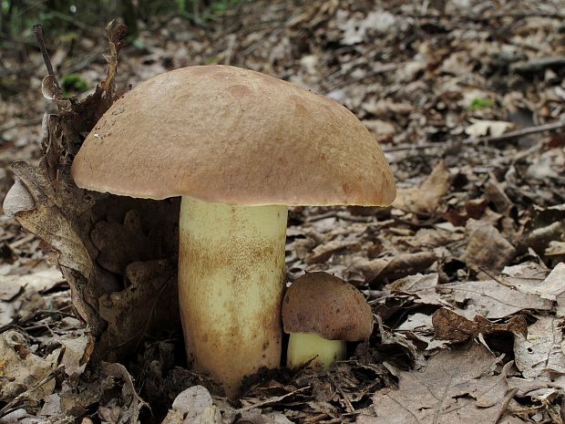 hríb príveskatý Butyriboletus appendiculatus (Schaeff. ex Fr.) Secr.