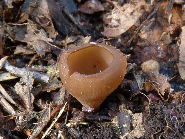 hľuznatka veternicová Dumontinia tuberosa (Bull.) L.M. Kohn