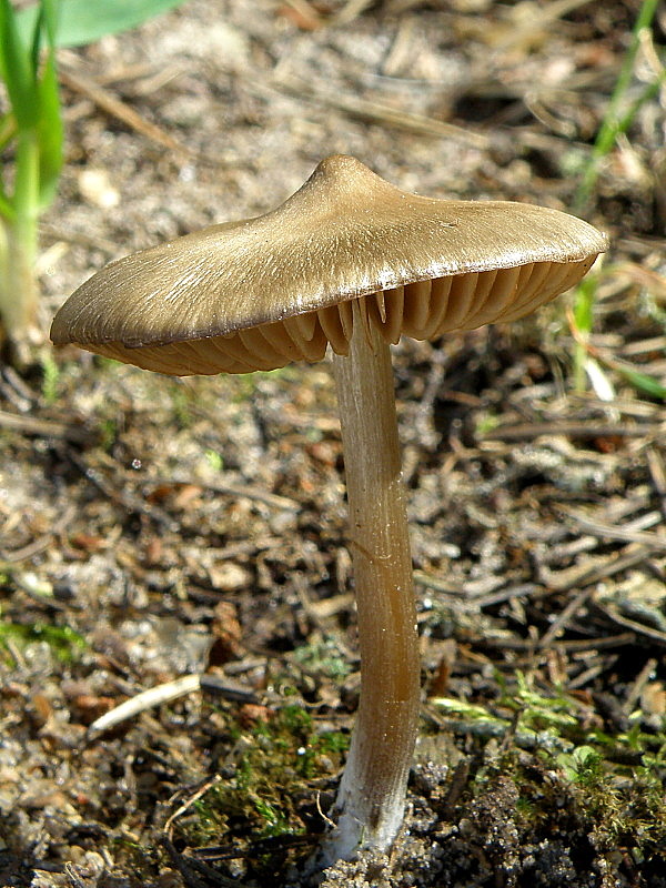 hodvábnica včasná Entoloma vernum S. Lundell