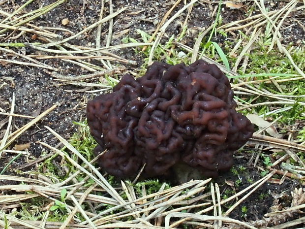 ušiak obyčajný Gyromitra esculenta (Pers.) Fr.