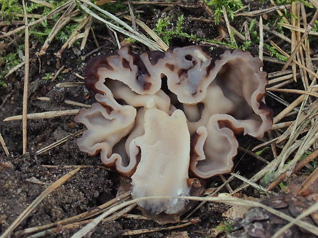 ušiak obyčajný Gyromitra esculenta (Pers.) Fr.