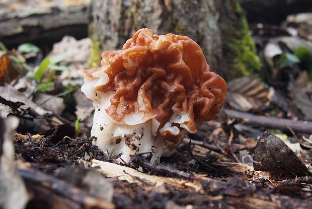 ušiak Gyromitra sp.