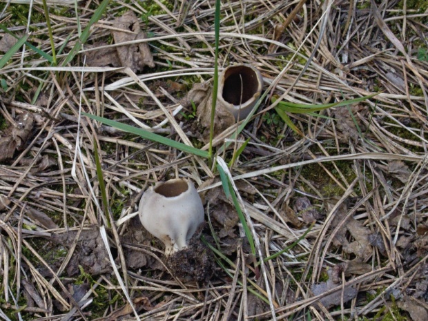 chriapač sosnový Helvella leucomelaena (Pers.) Nannf.