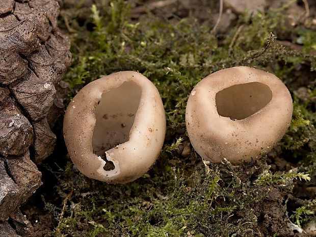 chriapač sosnový Helvella leucomelaena (Pers.) Nannf.