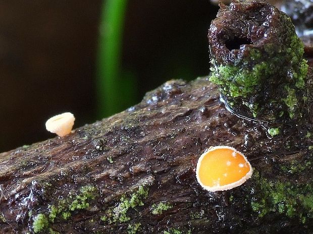 vlnuška Lachnellula sp.