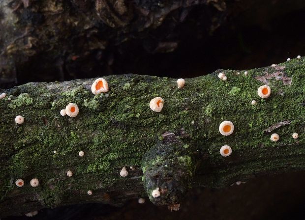 vlnuška Lachnellula sp.