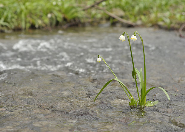 bleduľa jarná karpatská Leucojum vernum subsp. carpaticum (Spring) O. Schwarz