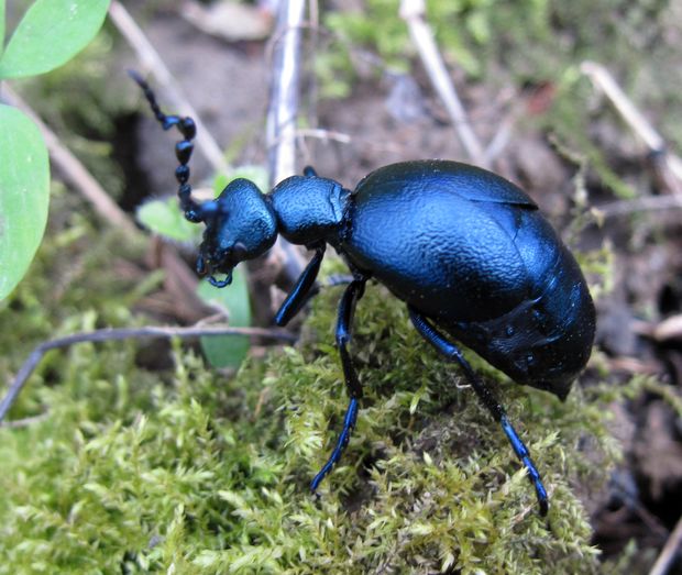 májka fialová Meloe violacea Marsham